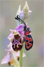 Bergkronenwicken-Widderchen (Zygaena fausta)