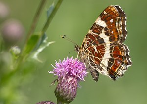 Nicht überbelichtetes Sommerlandkärtchen...