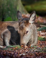 kleine Schönheit