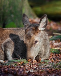 kleine Schönheit