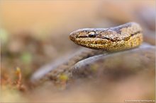 ~ Schlingnatter (Coronella austriaca) ~