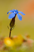 Gentiana bavarica