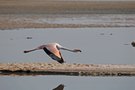 Flamingo im tiefflug