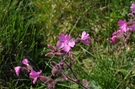 Blumen aus Norwegen