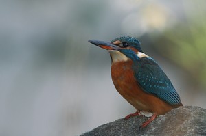 Eisvogel mal Anders