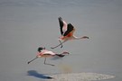 2 Flamingo beim Start