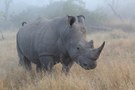 Rhino im Morgennebel