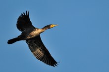 Kormoran