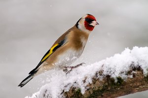 Stieglitz im Schnee