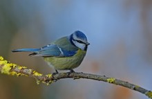 Blaumeise  ein heimischer Freund