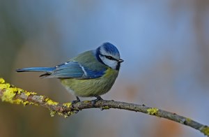 Blaumeise  ein heimischer Freund