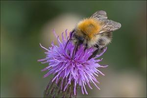 Hummel auf der Distel