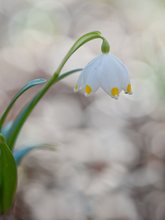 Frühlingsbote