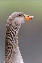 Gans im Grünen