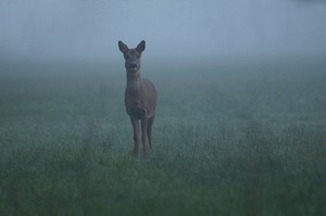 Am frühen Morgen