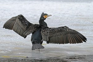 Zur Schau gestellt....