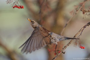 Auf der Jagd nach den roten Beeren