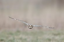 Short -eared Owl