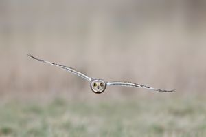 Short -eared Owl