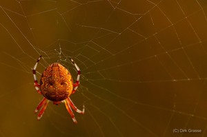 Marmorierte Kreuzspinne - Araneus marmoreus