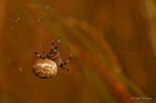 Vierfleckkreuzspinne - Araneus quadratus im Abendlicht