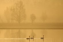 Landschaft in Gold