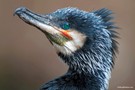 Kormoran