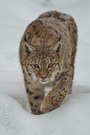 luchs