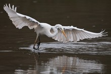 Silberreiher bei der Jagd