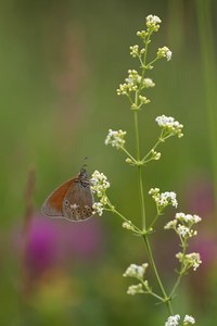 weißbindiges Wiesenvögelchen