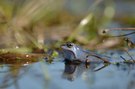 Moorfrosch, blau vor Liebe