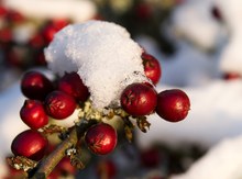 Wieder die Beeren