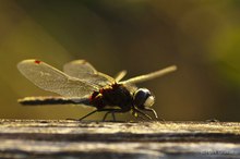 Nordische Moosjungfer - Leucorrhinia rubicunda