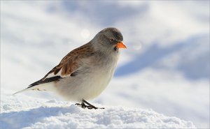 Schneefink (Montifrigilla nivalis)....