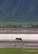 Ngorogoro-Krater