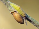 Raupe des Großen Schillerfalter - Apatura iris