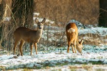 Winterwald-Rehe