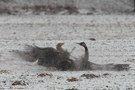 Seeadler schlägt Kranich