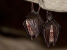 Kleine Hufeisennase / Rhinolophus hipposideros / lesser horseshoe bat