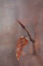 Herbstblatt