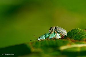 Rüsselkäfer bei der Paarung - Polydrusus