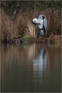 ~ Graureiher | Ardea cinerea ~