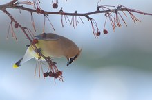 Zedernseidenschwanz (Bombycilla cedrorum)