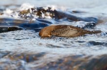 "Schnorchelnde" Wasseramsel...