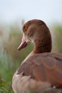 Junge Nilgans (Alopochen aegyptiacus)