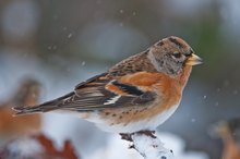 Bergfink im Schnee