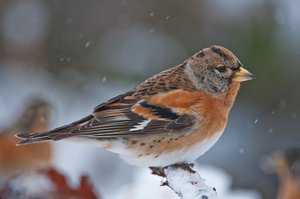 Bergfink im Schnee