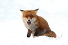 Fuchs im Schneefall