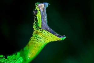 Atheris nitschei