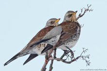 Wacholderdrossel (Turdus pilaris)